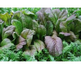 Aziatische sla - Red giant - BIODYNAMISCH