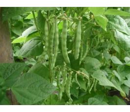 Staakboon/Stokslaboon - Mechelse Tros - BIO