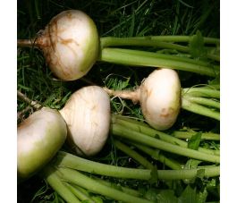 Meiraap - Platte Witte Mei - BIO