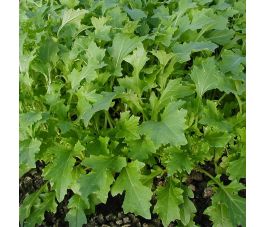 Raapsteel - Namenia - BIO