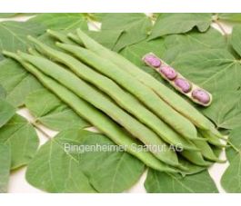 Staakpronkboon - Preisgewinner - BIODYNAMISCH