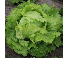 Bataviasla - Blonde de Paris - BIO