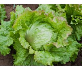 Ijsbergsla - Laibacher eis - BIODYNAMISCH