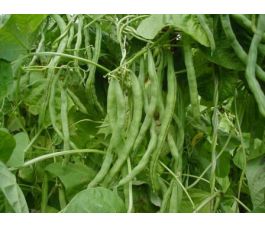 Staakboon/Stokslaboon - Neckarkönigin - BIO