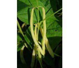 Struikboon geel - Helios - BIODYNAMISCH