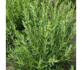 Hyssop - BIO - 50% korting - verminderde kiemkracht