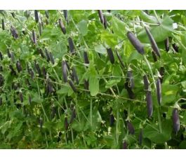 Erwt - Kapucijner - Blauwschokkers - BIO