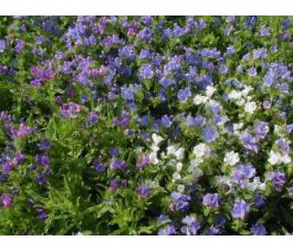 Echium plantagineum - Slangenkruid - BIO - 50% korting - verminderde kiemkracht