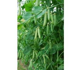 Doperwt hoog - Eerste vroege mei - BIO