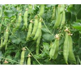 Rijsdoperwt - Senator - BIO