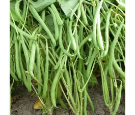 Struikboon - Domino - BIO