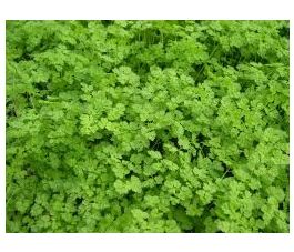 Kervel - Fijne Krul - BIO