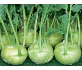 Koolrabi wit  - Orinoko - BIODYNAMISCH - 50% korting - verminderde kiemkracht
