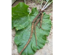 Grote klis - Tonkinokawa Long - BIO - 50% korting wegens verminderde kiemkracht