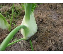 Knolvenkel - Fino - BIO