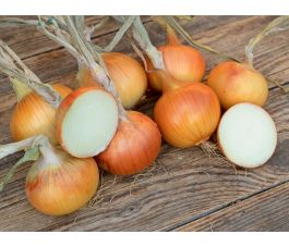 Ui witgeel - Rijnsburger 5/Bajosta - BIODYNAMISCH - 50% korting - verminderde kiemkracht