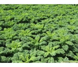 Boerenkool - Westlandse Winter - BIO