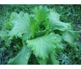 Chinese kool - Granaat - BIO