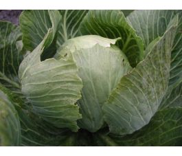 Witte kool - Langedijker Bewaar - BIO