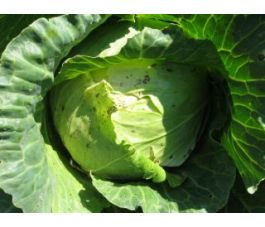 Witte kool - Roem van Enkhuizen 2 - BIO