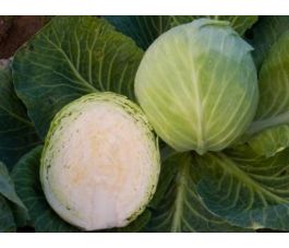 Witte kool - Dottenfelder dauer - BIODYNAMISCH - 50% korting - verminderde kiemkracht