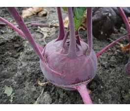 Koolrabi - Delikatess blauwe - BIO