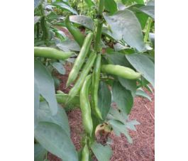 Labboon/tuinboon - Eleonora - BIO