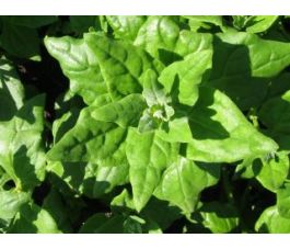 Nieuw-zeelandse spinazie - BIO