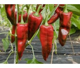 Paprika - Pantos - BIODYNAMISCH