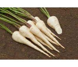 Pastinaak - Halblange weisse - BIODYNAMISCH