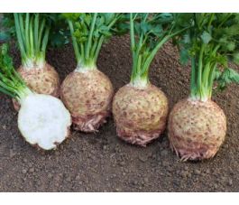 Knolselder - Ibis - BIODYNAMISCH - 50% korting - verminderder kiemkracht