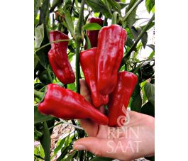 Paprika - Türkischer Gewürzpaprika - BIODYNAMISCH