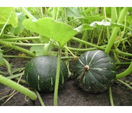 Pompoen - Groene Hokkaido - BIO