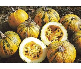 Oliepompoen Retzer Gold biologische zaden nl