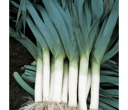 Prei - Blauwgroene herfst - BIO