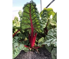 Snijbiet - Rhubarb Chard - BIO