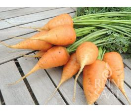 Wortel - Ochsenherz/Ossenhart - BIO - 50% korting - verminderde kiemkracht