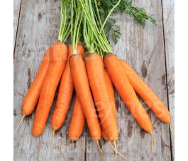 Wortel - Berlikum Auslese SAT 505 - BIO