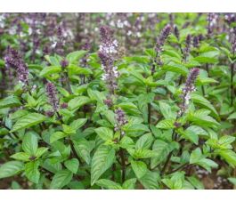 Ocimum basilicum - Kaneelbasilicum - BIO