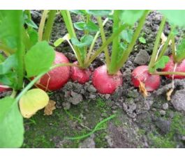 Radijs - Cherry Belle - BIO