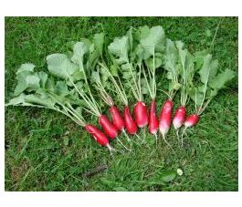 Radijs - French Breakfast 2 - BIO