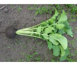 Rammenas - Ronde Zwarte - BIO