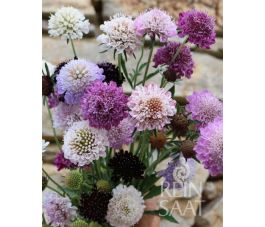 Scabiosa atropurpurea – Donkerpurper duifkruid - BIODYNAMISCH