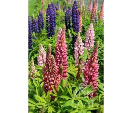 Lupinus polyphyllus - Vaste lupine - BIODYNAMISCH