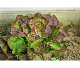 Kropsla - Wonder der Vier Jaargetijden - BIO