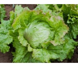 Ijsbergsla - Laibacher eis - BIODYNAMISCH