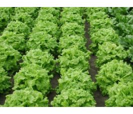 Pluksla - Black Seeded Simpson - BIO