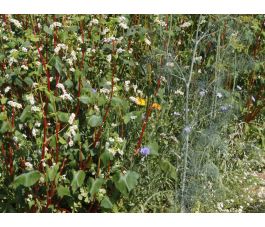 Hannover mengeling - BIO