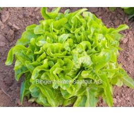 Pluksla (Eikenbladsla) - Till - BIODYNAMISCH