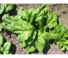 Spinazie - Vroeg Reuzenblad - BIO
